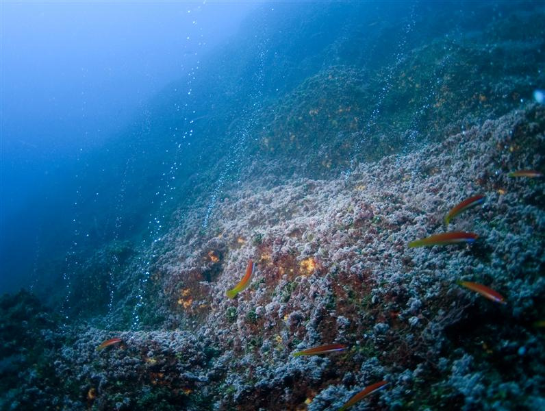Hydrothermal Vents - Azores Deep Sea Life